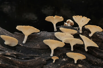 A collection of wild mushrooms of the type Lentinus sp that thrives on rotting tree trunks. This...