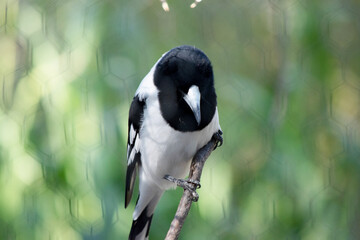 The Pied Butcherbird is a medium-sized black and white bird. It has a full black hood, dark brown eye and long, hooked, grey and black bill