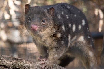 Spotted-tailed Quolls are marsupials which have rich red to dark brown fur and covered with white spots on the back which continue down the tail.