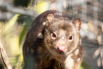 Spotted-tailed Quolls are marsupials which have rich red to dark brown fur and covered with white spots on the back which continue down the tail.