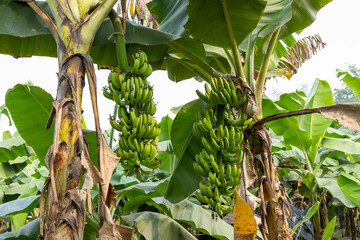 Green Young banana fruits close-up image on banana plantation ,Bogura, Bangladesh.