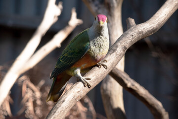 The rose crown fruit dove has a pink-red crown with a yellow border, orange underparts, and a distinctive yellow tail tip.