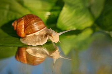 The grape snail, a large mollusk with a large curved brown shell, crawls around the garden