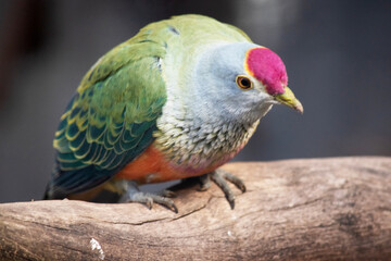 The rose crown fruit dove has a pink-red crown with a yellow border, orange underparts, and a distinctive yellow tail tip.