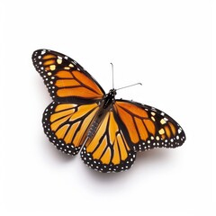 Fototapeta premium Beautiful monarch butterfly isolated on white background