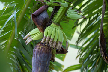Young and premature banana buds or flowers are abundantly produced in Bangladesh.
