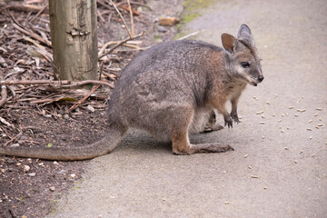 the tammar wallaby  has dark greyish upperparts with a paler underside and rufous-coloured sides and limbs. The tammar wallaby has white stripes on its face.