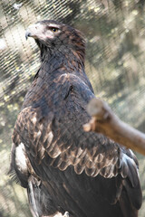 The Wedge-tailed Eagle is a dark brown-black color. The beak of the Wedge-tailed Eagle is pale cream.