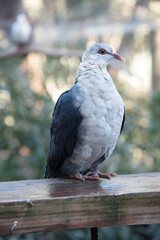 the white headed pigeon has a white head with a red eye ring and grey wings