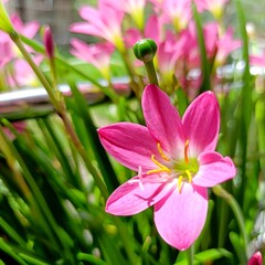 Pink rain lily also known as zephyranthes rosea, cuban zephyr lily, rosy rain lily, rose fairy lily, rose zephyr lily