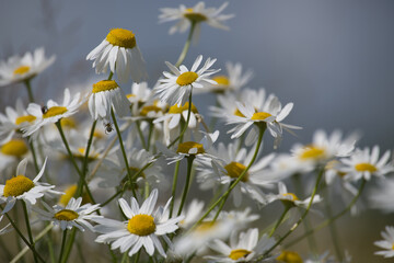 Close-up of beautiful blooming chamomile flowers in a sunny field