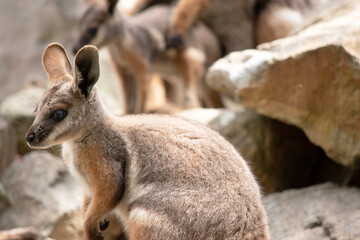The Yellow-footed Rock-wallaby is brightly coloured with a white cheek stripe and orange ears. It is fawn-grey above with a white side-stripe, and a brown and white hip-stripe.