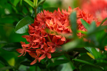 Ixora