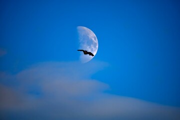 paragliding in the sky