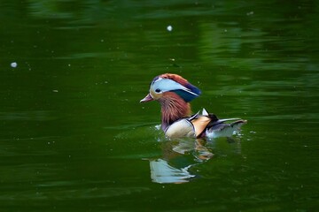 Mandarin duck