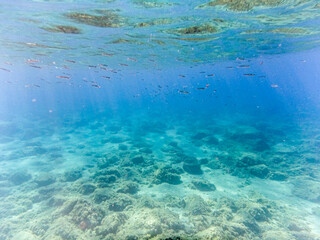Fondale in riva al mare sott'acqua con branco di pesci