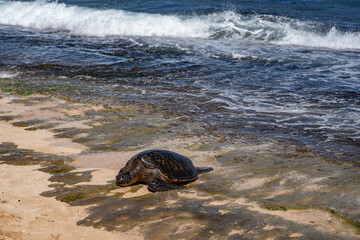 The green sea turtle (Chelonia mydas), green turtle, black (sea) turtle or Pacific green turtle, is a large species of sea turtles of the family Cheloniidae. Laniakea Beach, North Shore, Oahu Hawaii