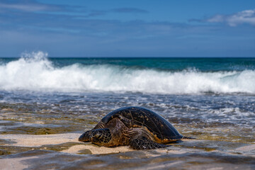 The green sea turtle (Chelonia mydas), green turtle, black (sea) turtle or Pacific green turtle, is a large species of sea turtles of the family Cheloniidae. Laniakea Beach, North Shore, Oahu Hawaii