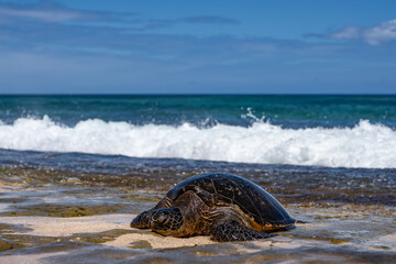 The green sea turtle (Chelonia mydas), green turtle, black (sea) turtle or Pacific green turtle, is a large species of sea turtles of the family Cheloniidae. Laniakea Beach, North Shore, Oahu Hawaii