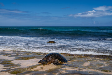 The green sea turtle (Chelonia mydas), green turtle, black (sea) turtle or Pacific green turtle, is a large species of sea turtles of the family Cheloniidae. Laniakea Beach, North Shore, Oahu Hawaii