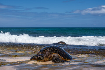 The green sea turtle (Chelonia mydas), green turtle, black (sea) turtle or Pacific green turtle, is a large species of sea turtles of the family Cheloniidae. Laniakea Beach, North Shore, Oahu Hawaii
