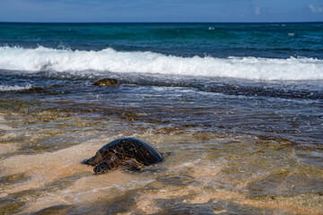 The green sea turtle (Chelonia mydas), green turtle, black (sea) turtle or Pacific green turtle, is a large species of sea turtles of the family Cheloniidae. Laniakea Beach, North Shore, Oahu Hawaii