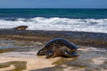 The green sea turtle (Chelonia mydas), green turtle, black (sea) turtle or Pacific green turtle, is a large species of sea turtles of the family Cheloniidae. Laniakea Beach, North Shore, Oahu Hawaii