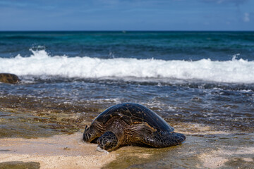 The green sea turtle (Chelonia mydas), green turtle, black (sea) turtle or Pacific green turtle, is a large species of sea turtles of the family Cheloniidae. Laniakea Beach, North Shore, Oahu Hawaii