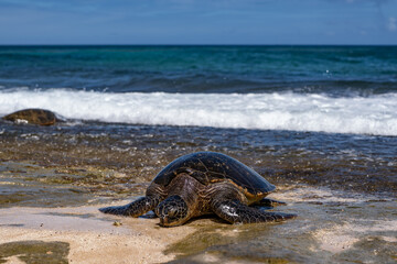 The green sea turtle (Chelonia mydas), green turtle, black (sea) turtle or Pacific green turtle, is a large species of sea turtles of the family Cheloniidae. Laniakea Beach, North Shore, Oahu Hawaii