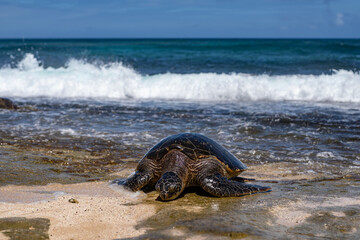 The green sea turtle (Chelonia mydas), green turtle, black (sea) turtle or Pacific green turtle, is a large species of sea turtles of the family Cheloniidae. Laniakea Beach, North Shore, Oahu Hawaii