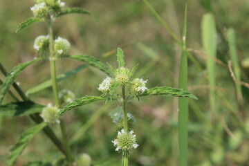 natural scenery background green and blue sky