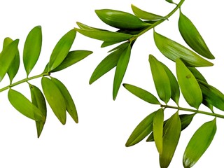 damar twigs and leaves (Agathis dammara (Lamb.) Rich ) isolated on white background