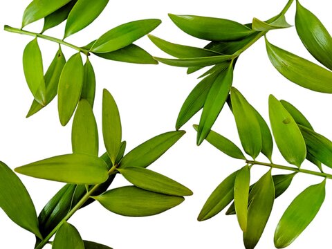 damar twigs and leaves (Agathis dammara (Lamb.) Rich ) isolated on white background