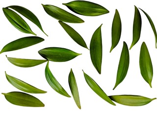 damar twigs and leaves (Agathis dammara (Lamb.) Rich ) isolated on white background