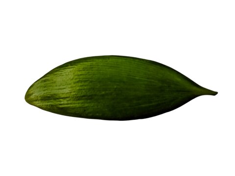 damar twigs and leaves (Agathis dammara (Lamb.) Rich ) isolated on white background