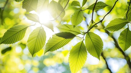 Sunlight shines through lush green leaves, creating a beautiful pastel bokeh effect in a peaceful outdoor setting during the daytime