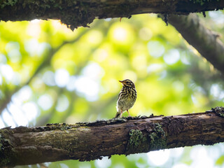 森の中の暗い木陰で周りを見渡しているビンズイ