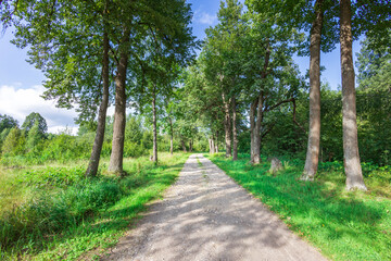 Fototapeta premium A serene dirt pathway meanders through a vibrant forest, lined with tall trees under a tranquil sky, inviting exploration and connection with nature.