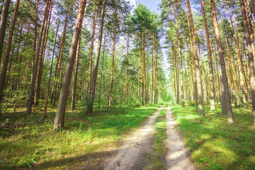 A dirt road in a forest with trees on both sides