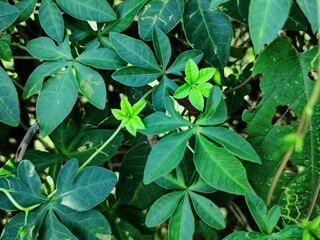 natural scenery background green and blue sky