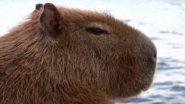 closeup view of adult capybara face, Hydrochoerus hydrochaeris. Lake on background
