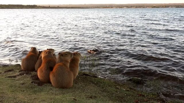 Paranoa lake in Brasilia at dusk, with a group of capybaras on the edge of water