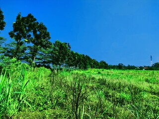 natural scenery background green and blue sky