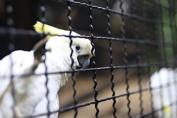 Yellow-crested cockatoo white parrot head close-up in the zoo