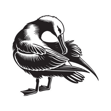recommend clip art: Albatross silhouette, Diomedeidae Bird Clipart, A Albatross Preening illustration in black and white