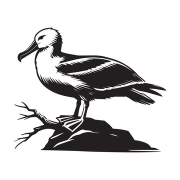 recommend clip art: Albatross silhouette, Diomedeidae Bird Clipart, A Perched Albatross illustration in black and white