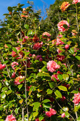 Camellia japonica, known as common camellia, or Japanese camellia, red flower on bush. bunch of flowers on bush