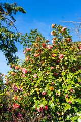 Camellia japonica, known as common camellia, or Japanese camellia, red flower on bush. bunch of...