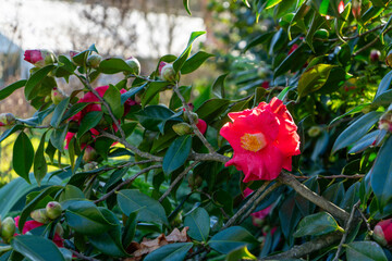 Camellia japonica, known as common camellia, or Japanese camellia, red flower on bush. bunch of...
