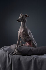 An Italian Greyhound relaxes on a cushioned surface, its slender frame and calm demeanor highlighted against a dark background.